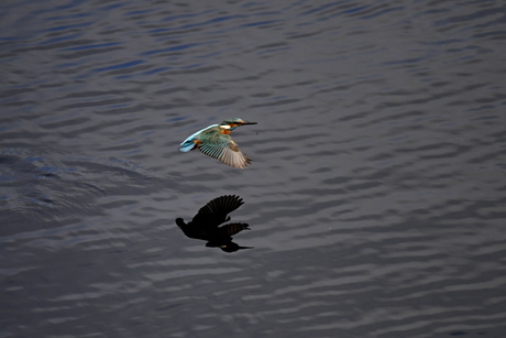 IJsvogel