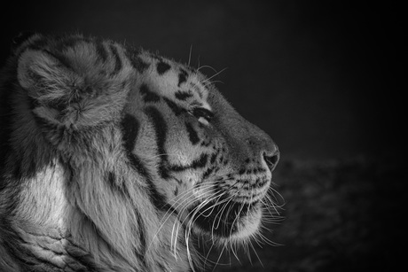 Kracht in stilte 🐅