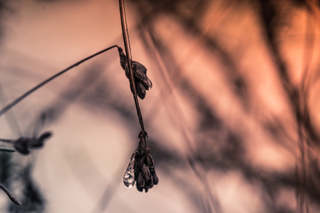 ijsdruppel bij ondergaande zon