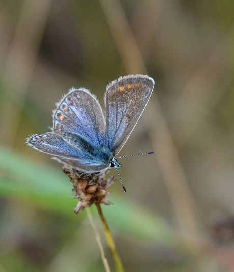 Icarisblauwtje vrouwtje!🦋