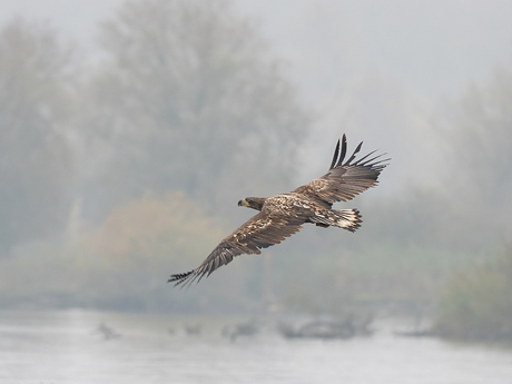 Zeearend in de mist