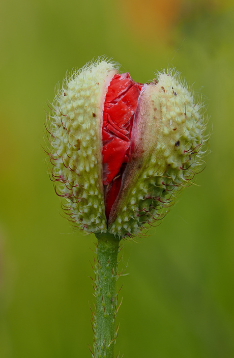 De knop van een klaproos 