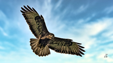 Buizerd op zoek naar een prooi.