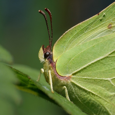 Citroenvlindertje