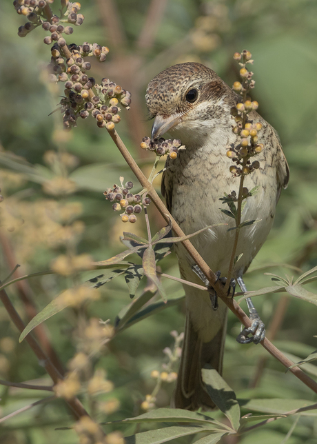Hovuz boyida onam porno
