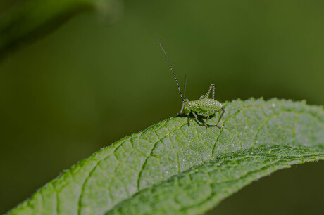 The beauty of a Beast