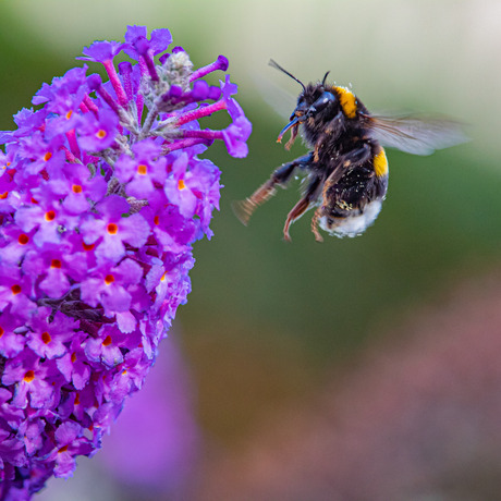 Dieren in eigen tuin