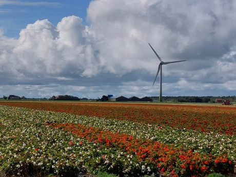 Bloemenvelden 