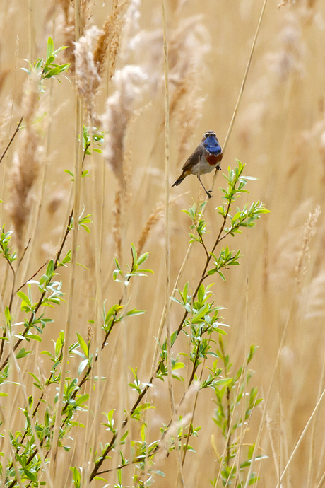 Blauwborst