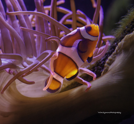 Nemo, drieband anemoonvis