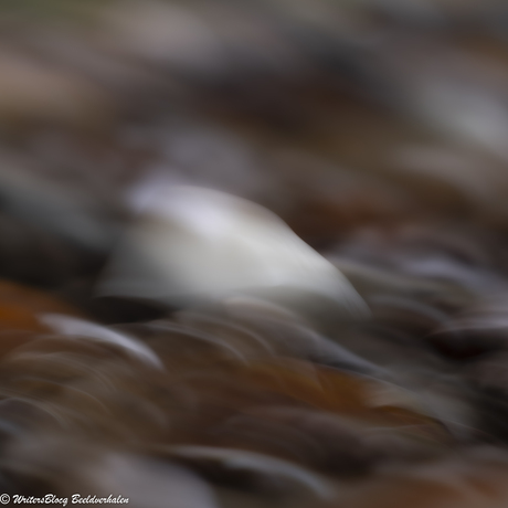 ZoomNL Dorstpaddestoelendag met MacroDaan en Dennis