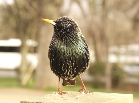 Bird@ Paris