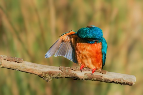 De wassende ijsvogel