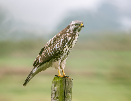 Buizerd .