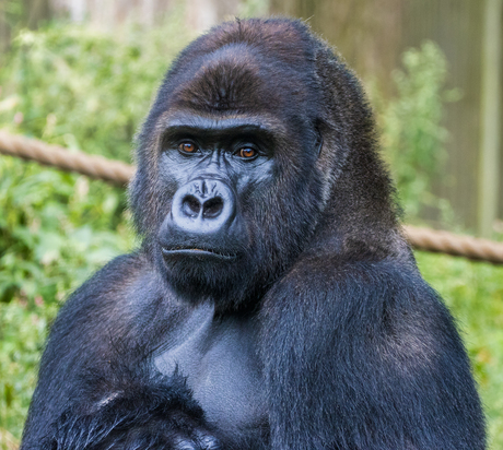Gorilla in Burgers Zoo