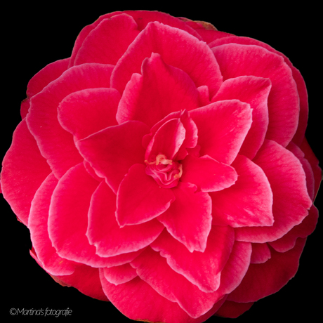 camelia