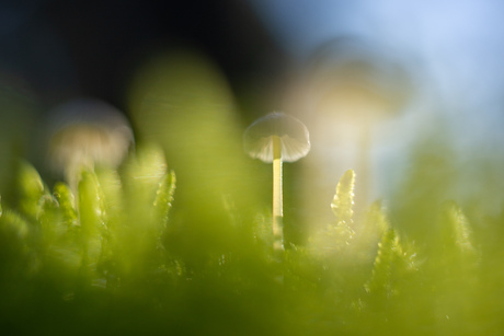 Vintage paddenstoelen