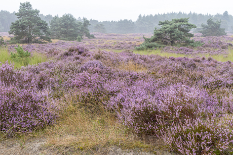 Ossendrechtse duinen