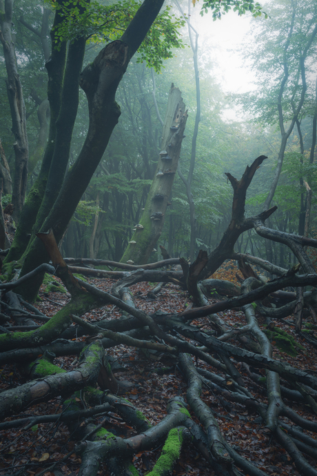 Gloomy forest