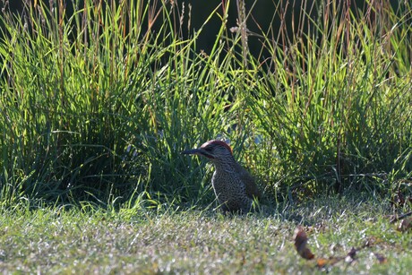 Groene specht (2)