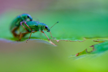 parende groene beukensnuitkevers