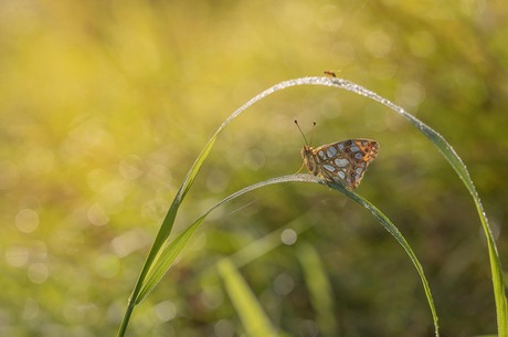 kleine parelmoer vlinder