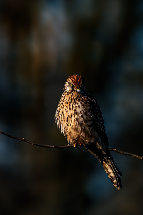 Kestrel