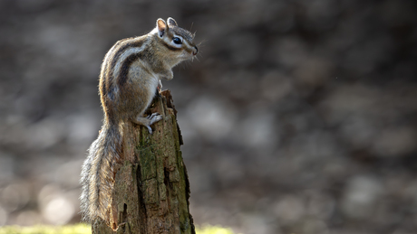 Siberische grond eekhoorn