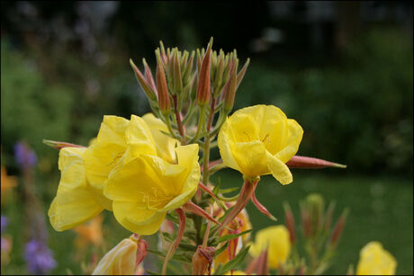 Teunisbloem  (groot)