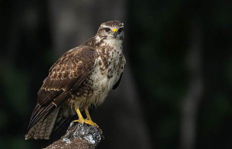 buizerd