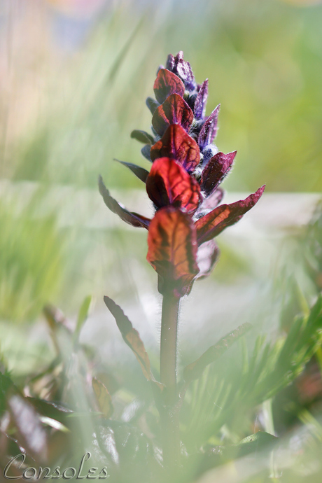 Ajuga repens