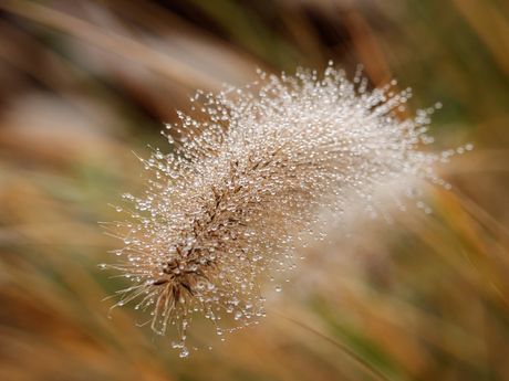 Gras met ochtenddauw