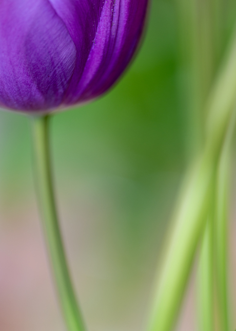 Tulp