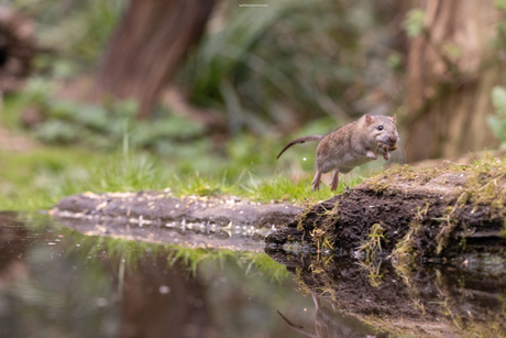 Rat