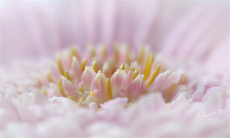 Recht in het hart..........