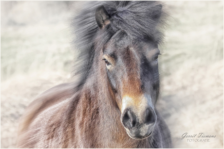 Exmoor pony-2