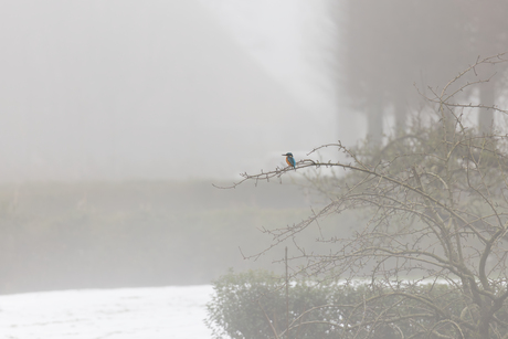 IJsvogel in de mist