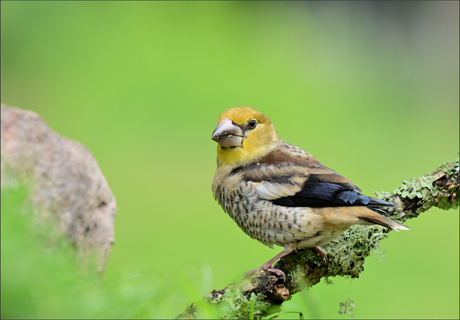 Jonge appelvink