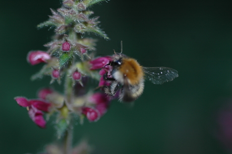 bumblebee with fuzzy body