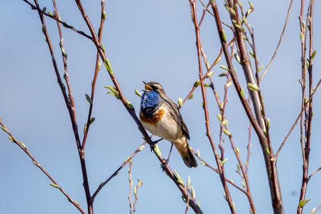 Blauwborst