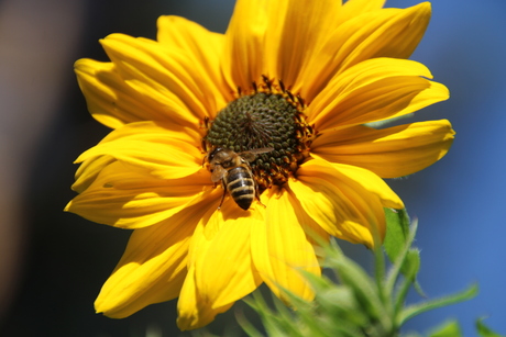 Wormkruidbij en zonnebloem 