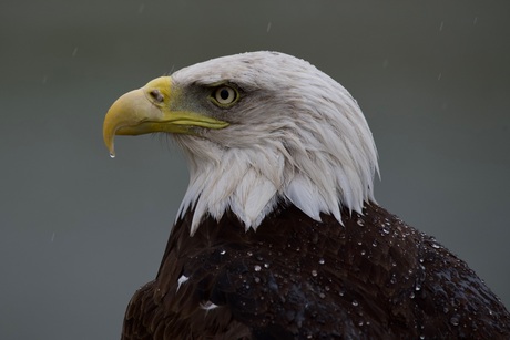 Wet eagle