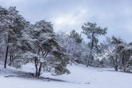 Sneeuw Loonse en Drunense Duinen