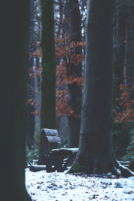 Het bankje in het bos