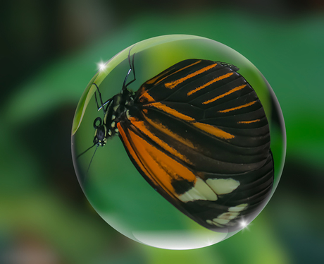 Vlinder gevangen in glazenbol