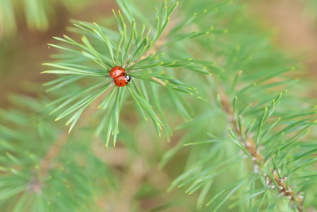 Lieveheersbeestjesknuffel