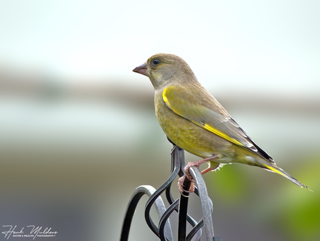 Groenling (Chloris chloris) M