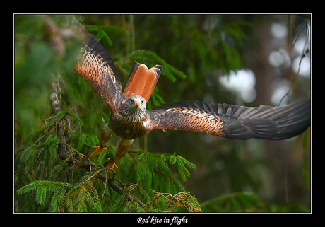 Red kite in flight
