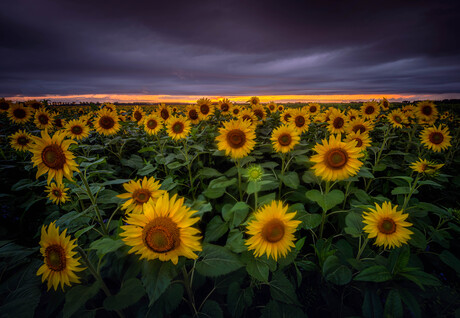 Sunset Flowers