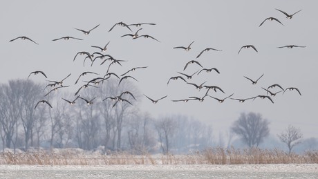 Ganzen in de vlucht